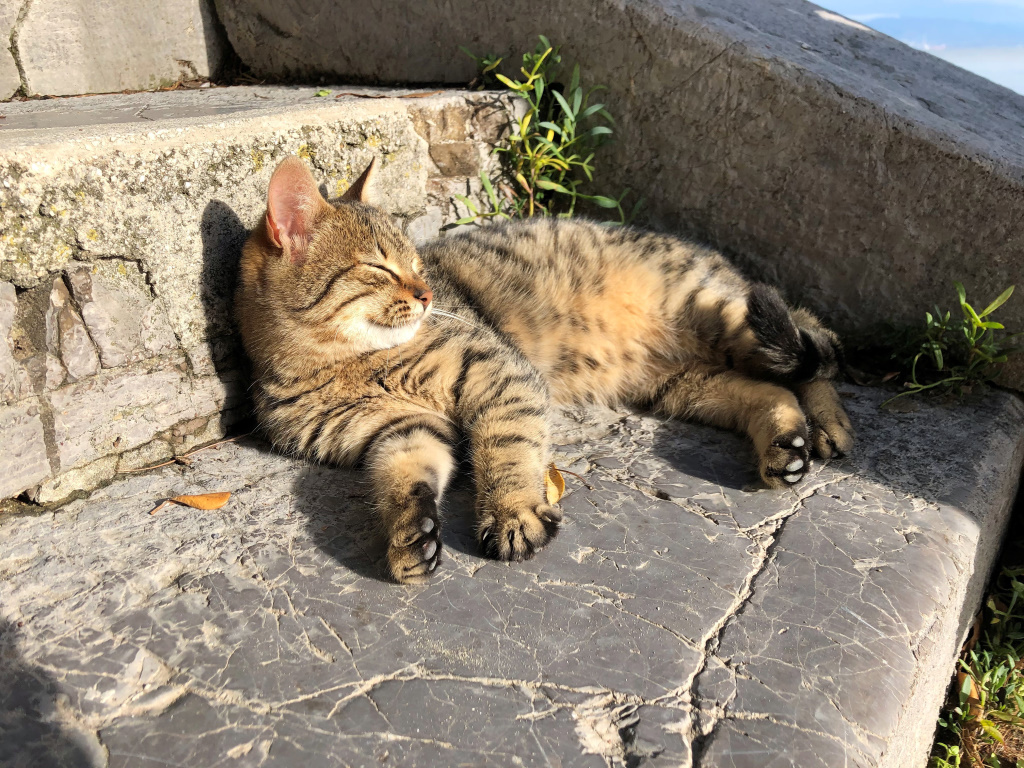 Beach Cat, Opatija, Croatia