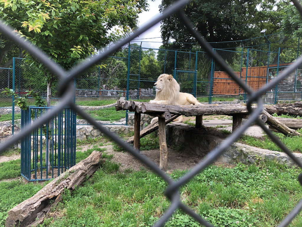 Majestic Lion, Belgrade, Serbia